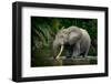 African forest elephant, in Lekoli River. Odzala-Kokoua National Park. Congo-Roger De La Harpe-Framed Photographic Print