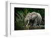 African forest elephant, in Lekoli River. Odzala-Kokoua National Park. Congo-Roger De La Harpe-Framed Photographic Print