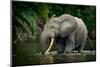 African forest elephant, in Lekoli River. Odzala-Kokoua National Park. Congo-Roger De La Harpe-Mounted Photographic Print