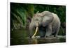 African forest elephant, in Lekoli River. Odzala-Kokoua National Park. Congo-Roger De La Harpe-Framed Photographic Print