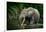 African forest elephant, in Lekoli River. Odzala-Kokoua National Park. Congo-Roger De La Harpe-Framed Photographic Print