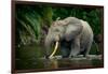 African forest elephant, in Lekoli River. Odzala-Kokoua National Park. Congo-Roger De La Harpe-Framed Photographic Print