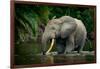 African forest elephant, in Lekoli River. Odzala-Kokoua National Park. Congo-Roger De La Harpe-Framed Photographic Print