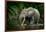 African forest elephant, in Lekoli River. Odzala-Kokoua National Park. Congo-Roger De La Harpe-Framed Photographic Print