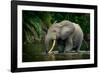 African forest elephant, in Lekoli River. Odzala-Kokoua National Park. Congo-Roger De La Harpe-Framed Photographic Print