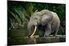 African forest elephant, in Lekoli River. Odzala-Kokoua National Park. Congo-Roger De La Harpe-Mounted Photographic Print