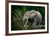 African forest elephant, in Lekoli River. Odzala-Kokoua National Park. Congo-Roger De La Harpe-Framed Photographic Print