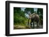 African forest elephant, in Lekoli River. Odzala-Kokoua National Park. Congo-Roger De La Harpe-Framed Photographic Print