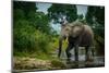 African forest elephant, in Lekoli River. Odzala-Kokoua National Park. Congo-Roger De La Harpe-Mounted Photographic Print