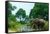 African forest elephant, in Lekoli River. Odzala-Kokoua National Park. Congo-Roger De La Harpe-Framed Stretched Canvas