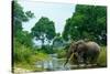 African forest elephant, in Lekoli River. Odzala-Kokoua National Park. Congo-Roger De La Harpe-Stretched Canvas