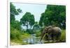 African forest elephant, in Lekoli River. Odzala-Kokoua National Park. Congo-Roger De La Harpe-Framed Photographic Print