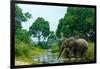 African forest elephant, in Lekoli River. Odzala-Kokoua National Park. Congo-Roger De La Harpe-Framed Photographic Print