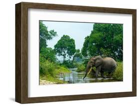 African forest elephant, in Lekoli River. Odzala-Kokoua National Park. Congo-Roger De La Harpe-Framed Photographic Print