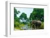 African forest elephant, in Lekoli River. Odzala-Kokoua National Park. Congo-Roger De La Harpe-Framed Photographic Print