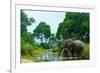 African forest elephant, in Lekoli River. Odzala-Kokoua National Park. Congo-Roger De La Harpe-Framed Photographic Print