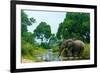 African forest elephant, in Lekoli River. Odzala-Kokoua National Park. Congo-Roger De La Harpe-Framed Photographic Print