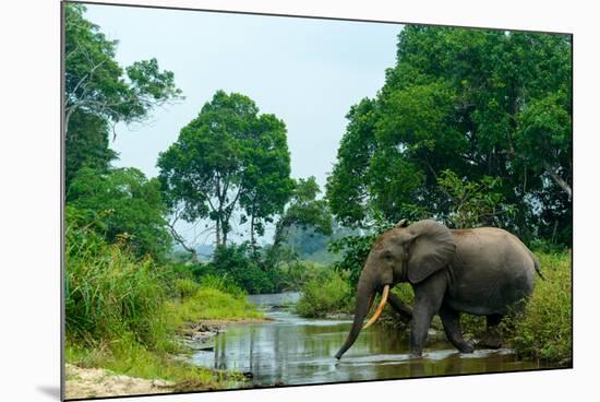 African forest elephant, in Lekoli River. Odzala-Kokoua National Park. Congo-Roger De La Harpe-Mounted Photographic Print