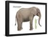 African Forest Elephant (Loxodonta Cyclotis), Mammals-Encyclopaedia Britannica-Framed Poster