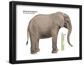 African Forest Elephant (Loxodonta Cyclotis), Mammals-Encyclopaedia Britannica-Framed Poster