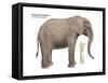 African Forest Elephant (Loxodonta Cyclotis), Mammals-Encyclopaedia Britannica-Framed Stretched Canvas