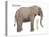 African Forest Elephant (Loxodonta Cyclotis), Mammals-Encyclopaedia Britannica-Stretched Canvas