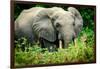 African forest elephant. Odzala-Kokoua National Park. Congo-Roger De La Harpe-Framed Photographic Print