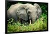 African forest elephant. Odzala-Kokoua National Park. Congo-Roger De La Harpe-Framed Photographic Print