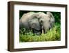 African forest elephant. Odzala-Kokoua National Park. Congo-Roger De La Harpe-Framed Photographic Print