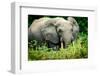 African forest elephant. Odzala-Kokoua National Park. Congo-Roger De La Harpe-Framed Photographic Print