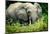 African forest elephant. Odzala-Kokoua National Park. Congo-Roger De La Harpe-Mounted Photographic Print