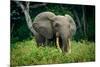 African forest elephant. Odzala-Kokoua National Park. Congo-Roger De La Harpe-Mounted Photographic Print