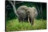 African forest elephant. Odzala-Kokoua National Park. Congo-Roger De La Harpe-Stretched Canvas