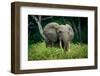 African forest elephant. Odzala-Kokoua National Park. Congo-Roger De La Harpe-Framed Photographic Print