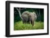 African forest elephant. Odzala-Kokoua National Park. Congo-Roger De La Harpe-Framed Photographic Print