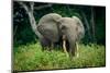 African forest elephant. Odzala-Kokoua National Park. Congo-Roger De La Harpe-Mounted Photographic Print