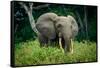 African forest elephant. Odzala-Kokoua National Park. Congo-Roger De La Harpe-Framed Stretched Canvas