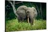 African forest elephant. Odzala-Kokoua National Park. Congo-Roger De La Harpe-Stretched Canvas