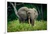 African forest elephant. Odzala-Kokoua National Park. Congo-Roger De La Harpe-Framed Photographic Print