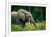 African forest elephant. Odzala-Kokoua National Park. Congo-Roger De La Harpe-Framed Photographic Print