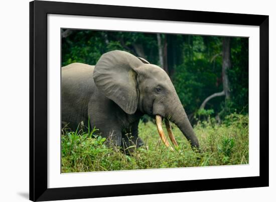 African forest elephant. Odzala-Kokoua National Park. Congo-Roger De La Harpe-Framed Photographic Print