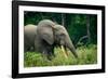 African forest elephant. Odzala-Kokoua National Park. Congo-Roger De La Harpe-Framed Photographic Print