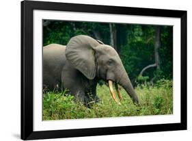 African forest elephant. Odzala-Kokoua National Park. Congo-Roger De La Harpe-Framed Photographic Print