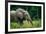 African forest elephant. Odzala-Kokoua National Park. Congo-Roger De La Harpe-Framed Photographic Print