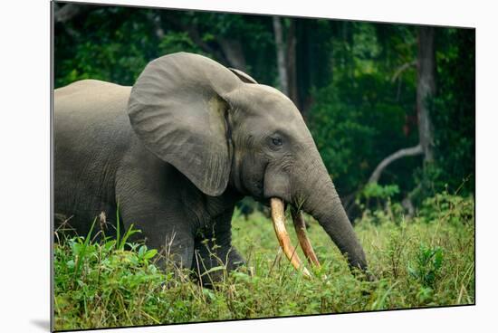 African forest elephant. Odzala-Kokoua National Park. Congo-Roger De La Harpe-Mounted Photographic Print