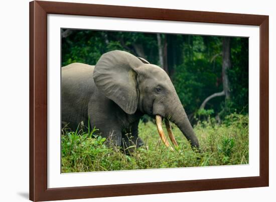 African forest elephant. Odzala-Kokoua National Park. Congo-Roger De La Harpe-Framed Photographic Print