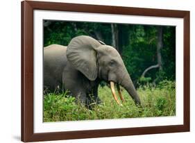 African forest elephant. Odzala-Kokoua National Park. Congo-Roger De La Harpe-Framed Photographic Print