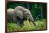 African forest elephant. Odzala-Kokoua National Park. Congo-Roger De La Harpe-Framed Photographic Print