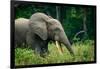 African forest elephant. Odzala-Kokoua National Park. Congo-Roger De La Harpe-Framed Photographic Print