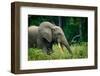 African forest elephant. Odzala-Kokoua National Park. Congo-Roger De La Harpe-Framed Photographic Print